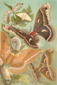 Silkworms make beautiful moths, too
