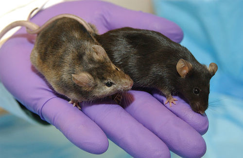 Lab mice.jpg