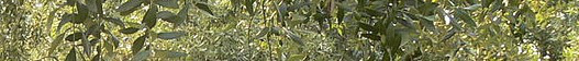 aaa