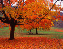 09-fall-leaves