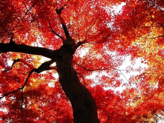 autumn-flame