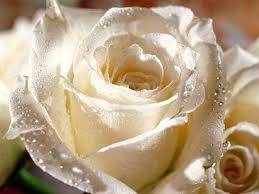 Witte roos 1