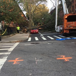 A Tree Falls in Brooklyn