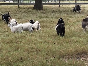 Segreto Secrets Blog! A Day on the Farm!