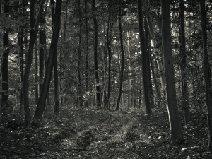 forest-1172278_960_720