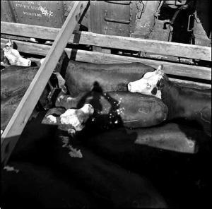 abattoirmcnysollibsohn3-131-6-162