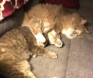 other members of the family never have any trouble sleeping