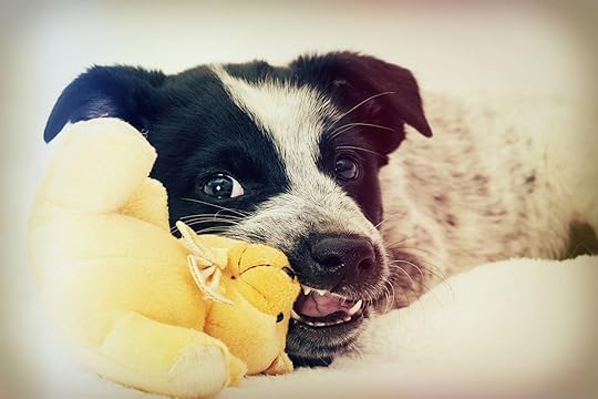 50679720 - funny puppy chewing on a toy