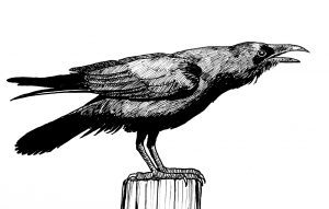 Pen and ink drawing of raven. By Rohvannyn Shaw.