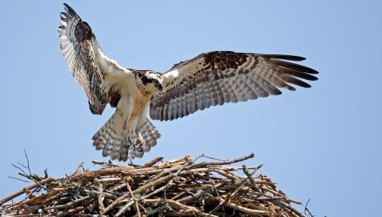 osprey4_bob%20howdeshell_tn_2012_gbbc_kk1