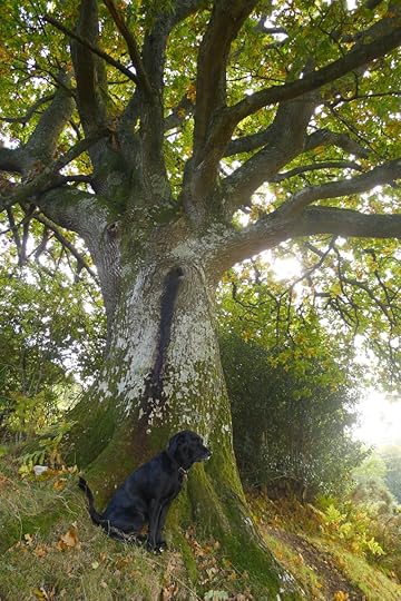 Tilly and the oak elder 1