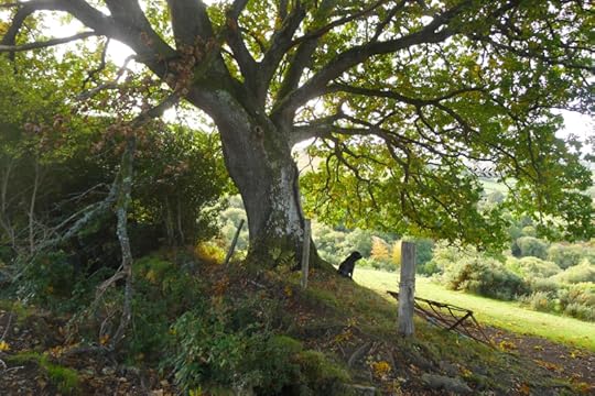 Tilly and the oak elder 2