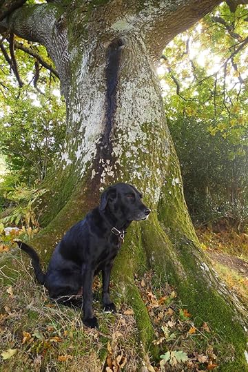 Tilly and the oak elder 3