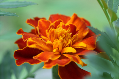 marigold-12x18-croppedbob2-400