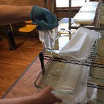 Harvesting the bio-paper from its growth medium. Again, the translucency at this stage is surreal.