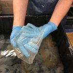 A processed sheet of bio-paper waiting to be pressed.