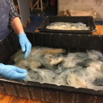 Post-processing, vats of bio-paper waiting for selection in the wetroom.