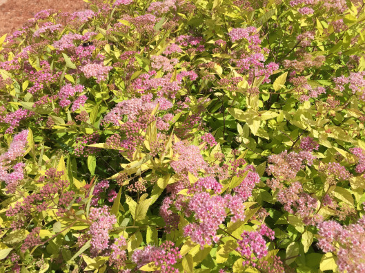 Flowers at the Carol Shields Memorial Labyrinth