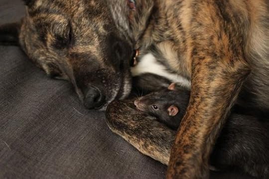 Dog Makes Best Friends With a Pair of Rats: 