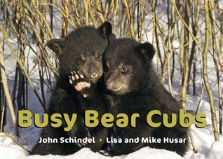 busybearcubs