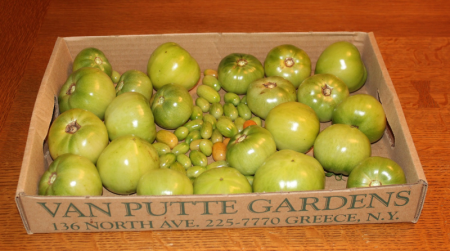 Green tomatoes