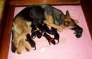 German shepherd with puppies