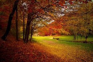 autumnleaves2-300x200