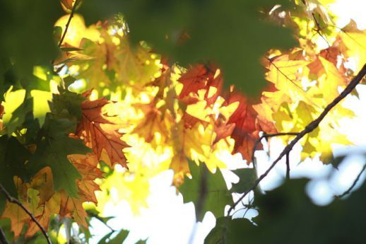 leaves