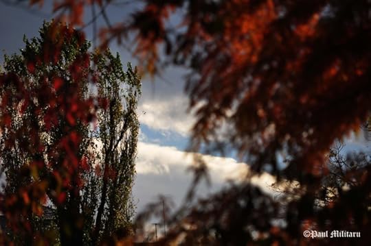 clouds-among-the-leaves