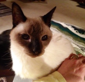 old Siamese cat