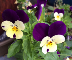 violas