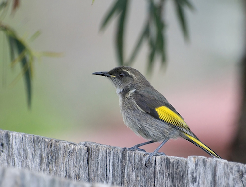 Male_Crescent_Honeyeater.jpg
