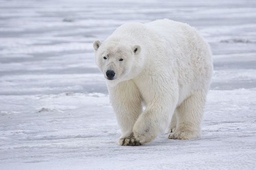 Polar_Bear_-_Alaska.jpg