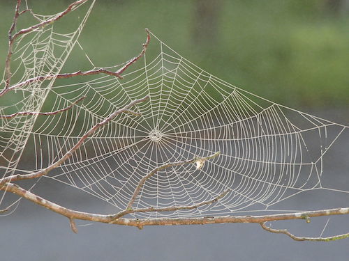 Spider_web_with_dew.JPG