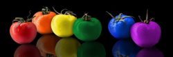 tomatoes-1220774_640