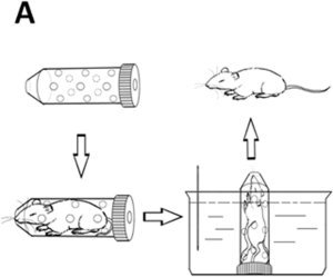 restraint-stress-cancer