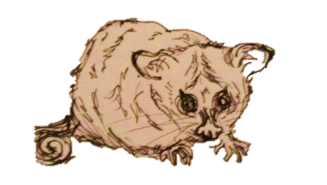 possum