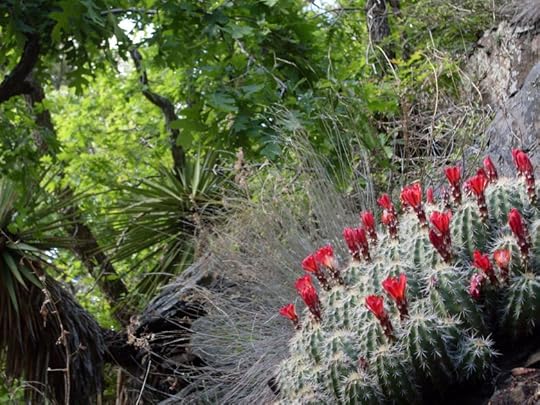 mount_lemmon_butterfly_trail