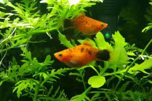 Gravid Mollys