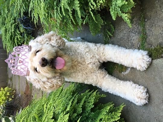 Princess Sydney side yard 2016