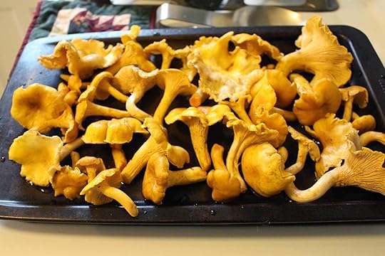 chanterelles-cleaned