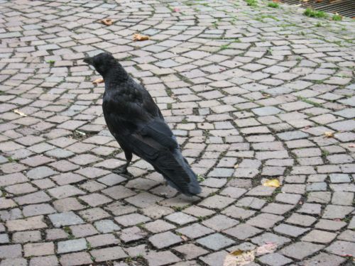 cobblestones-raven