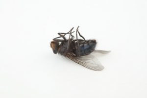dead-fly