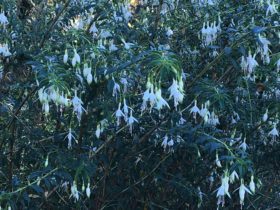 White fuschias at Bellevue Botanical Gardens, November