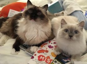 Ragdolls on magazines! Mom, you didn't want to read these, did you?