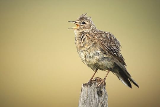 All the earth & sky no longer loud with skylark's voice. (Photo: Arterra/UIG via Getty Images)