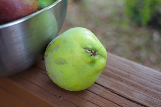 The blossom end of quince for roasted quince butter
