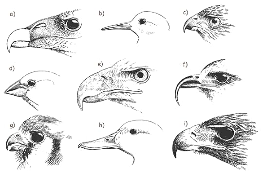 beaks.gif