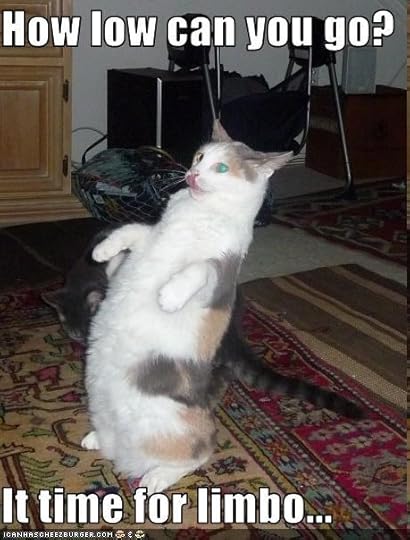 how_low_can_you_go_cat