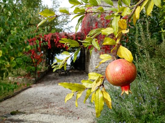 pomegranates-and-kale-salad-1